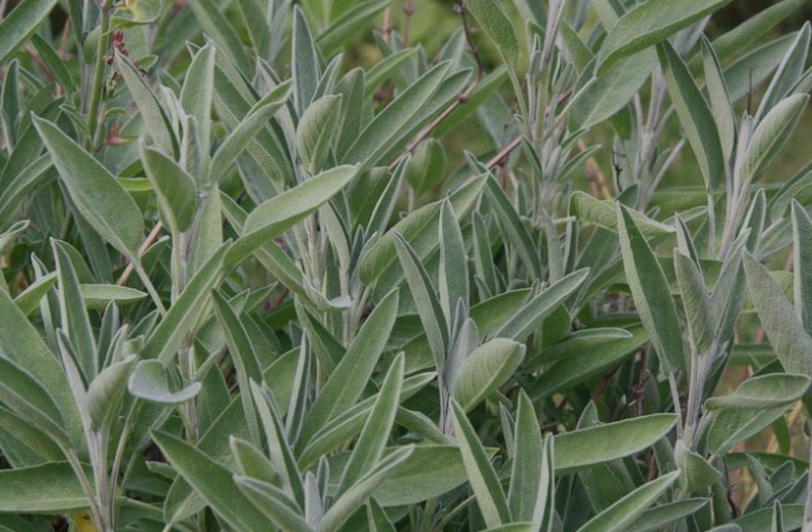 Sage