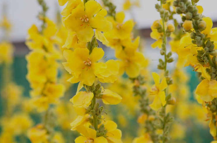 Mullein flower