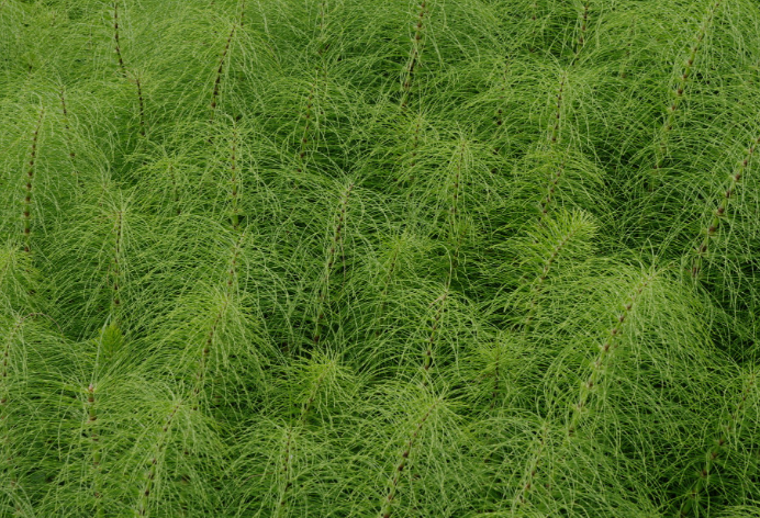 Horsetail