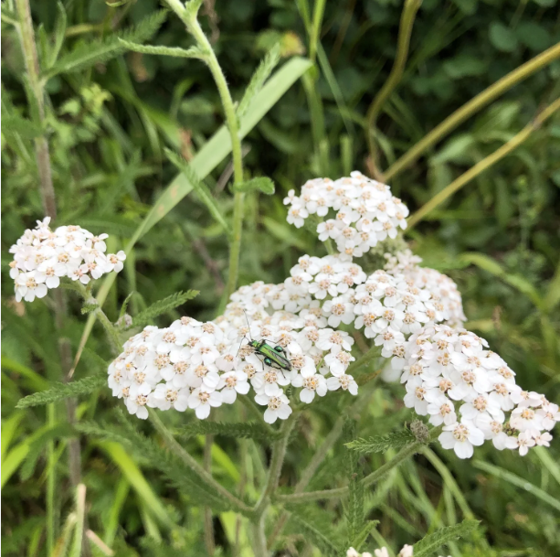 Yarrow: Benefits, Dosage, Safety and more