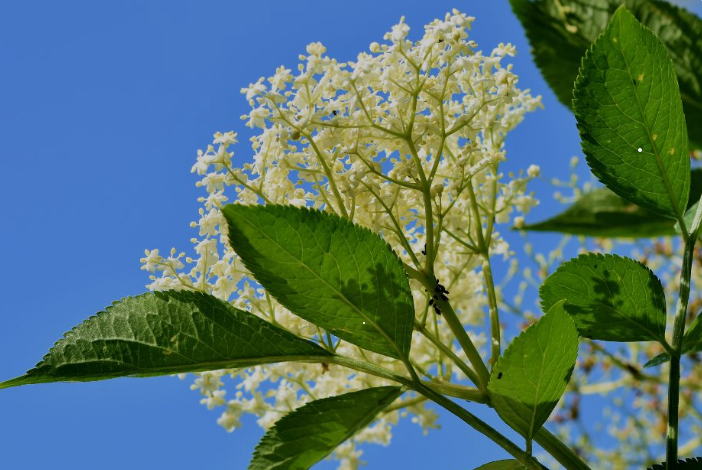 Elder: Benefits, Dosage, Safety and more