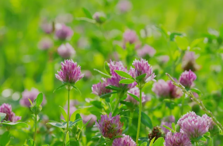 Red clover: Benefits, Dosage, Safety and more