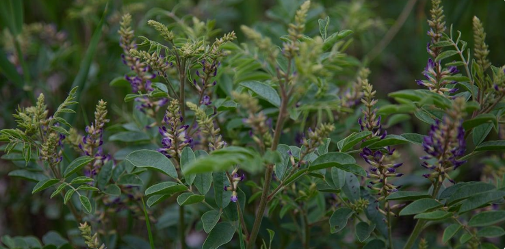 Liquorice: Benefits, Dosage, Safety and more