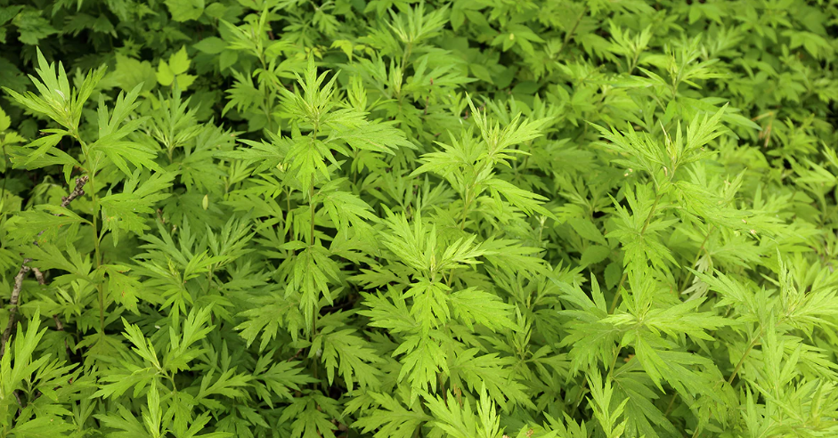 Sweet Wormwood