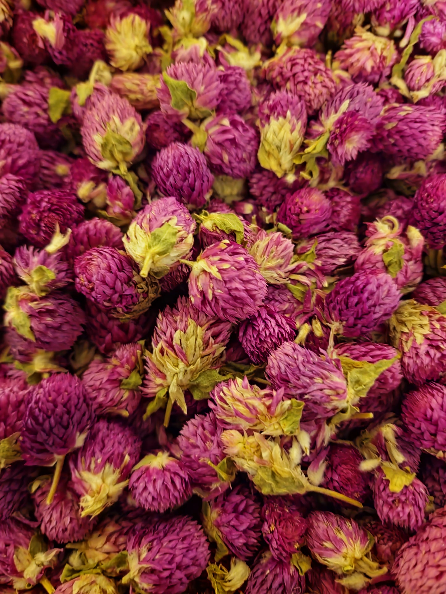 Globe amaranth flower tea (Gomphrena globosa L.) Lab proven Quality and Purity