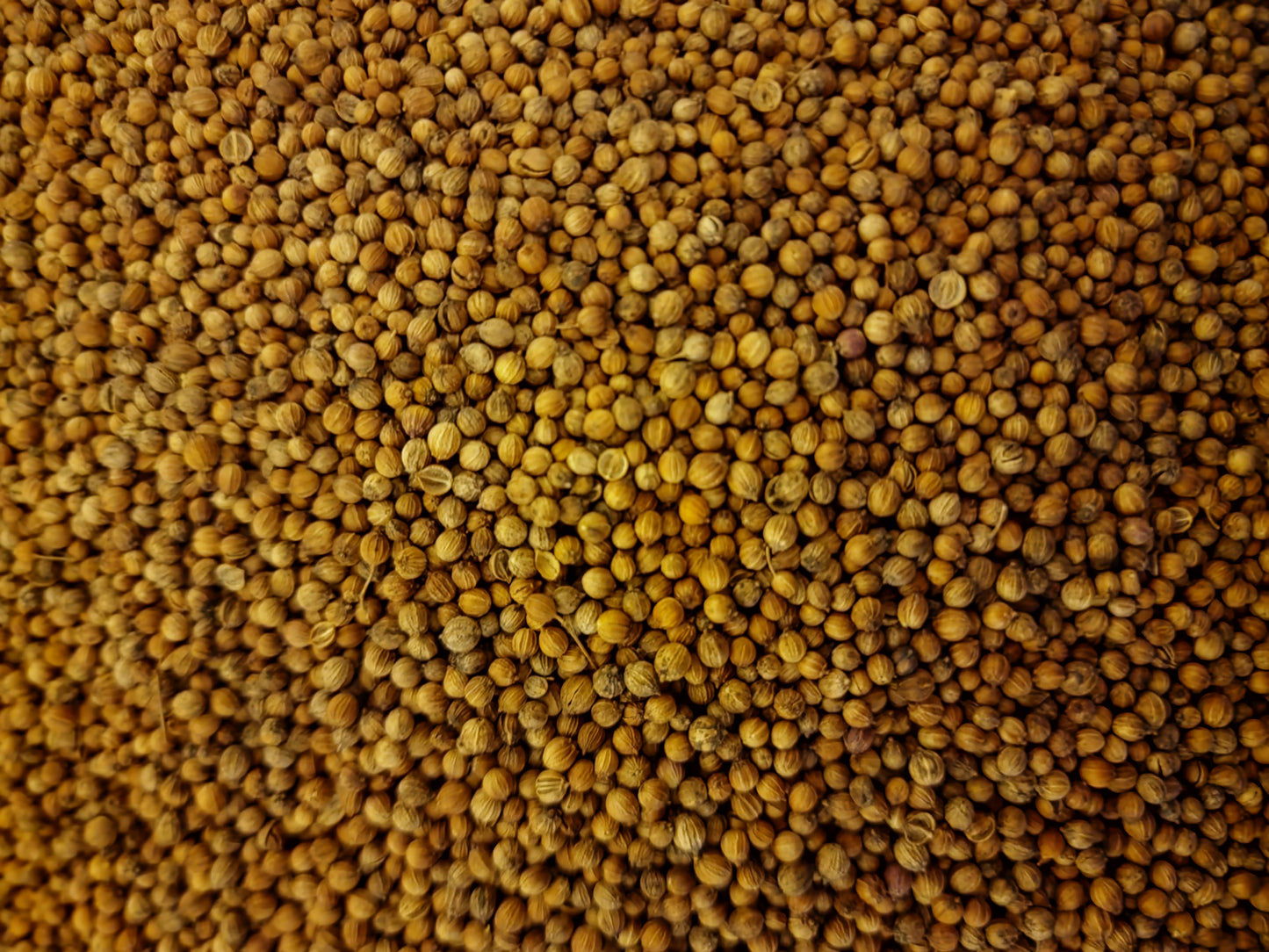 Coriander seeds (Coriandrum sativum - L.) Lab-proven Quality and Purity