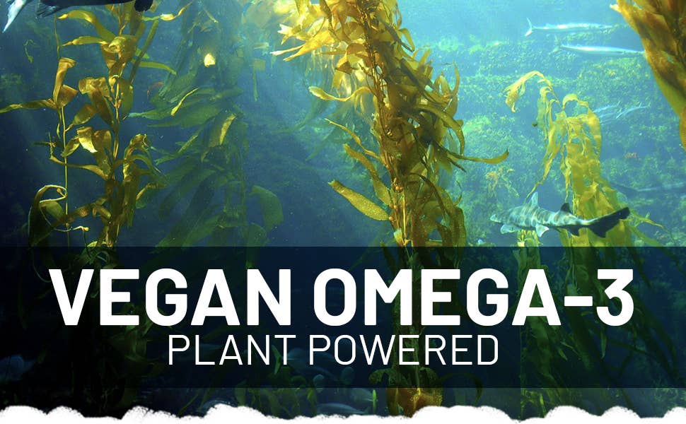 Prowise Vegan Omega-3 DHA from Algae Oil 60 Softgels