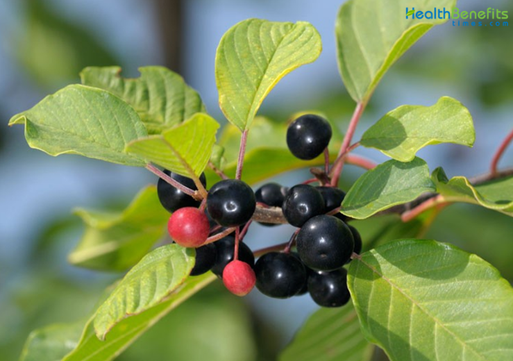 Alder buckthorn fruiting plant