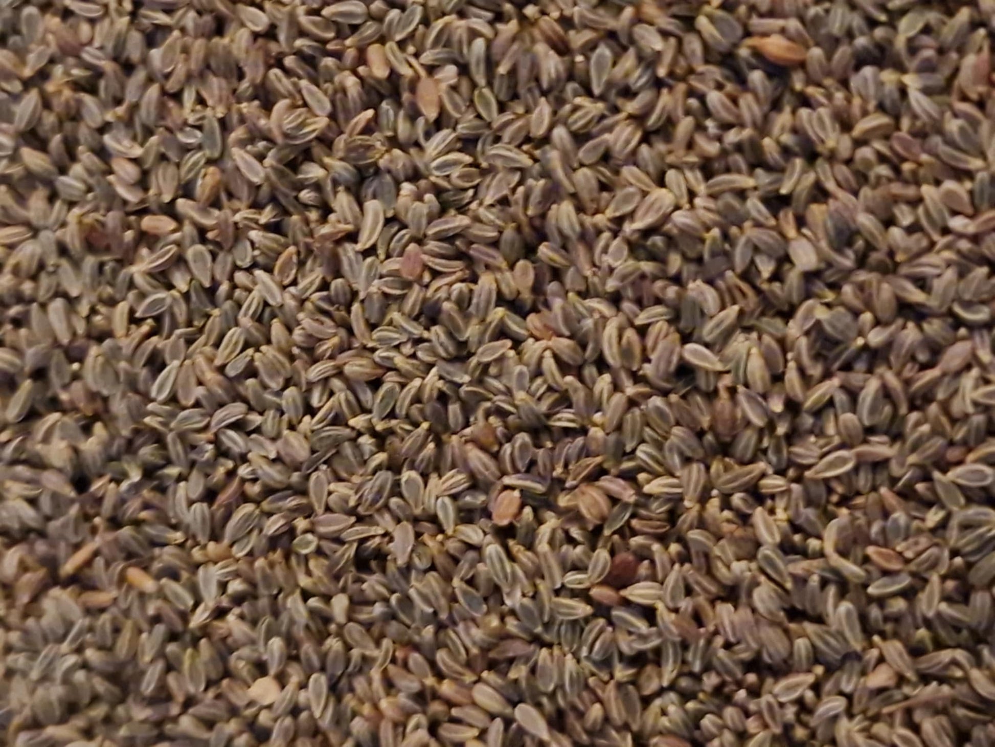Close-up of a Amni Visnaga (Khella) dried seeds, loose herbal tea, an herbal remedy