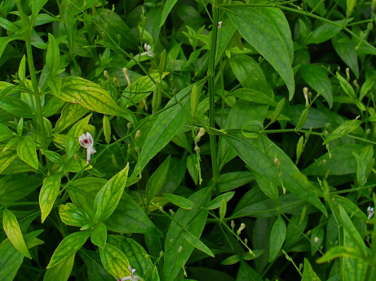 Close up of Andrographis flowering plant