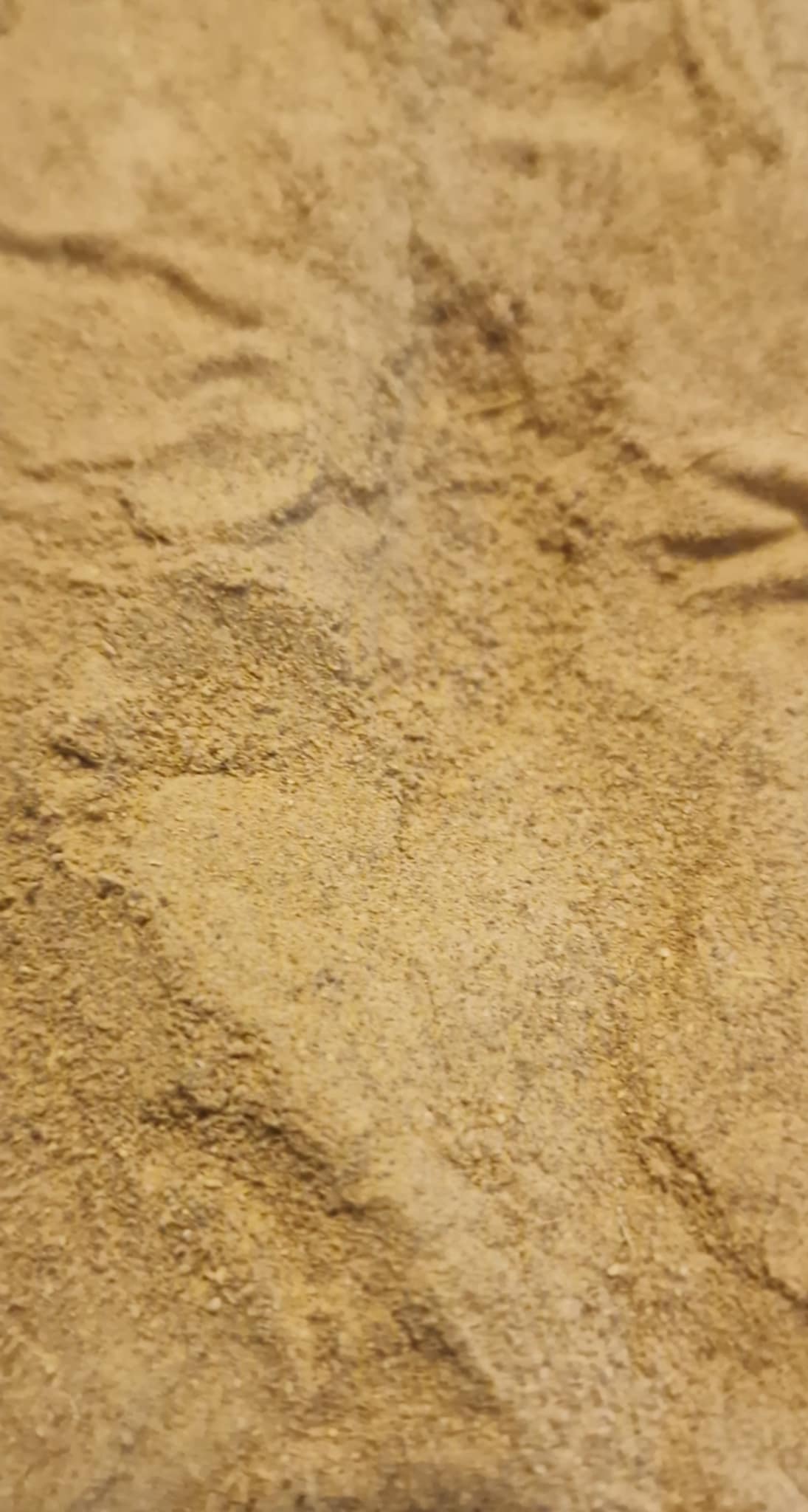 organic Bibhitaki fruit dried and  powdered, an Ayurvedic herbal remedy