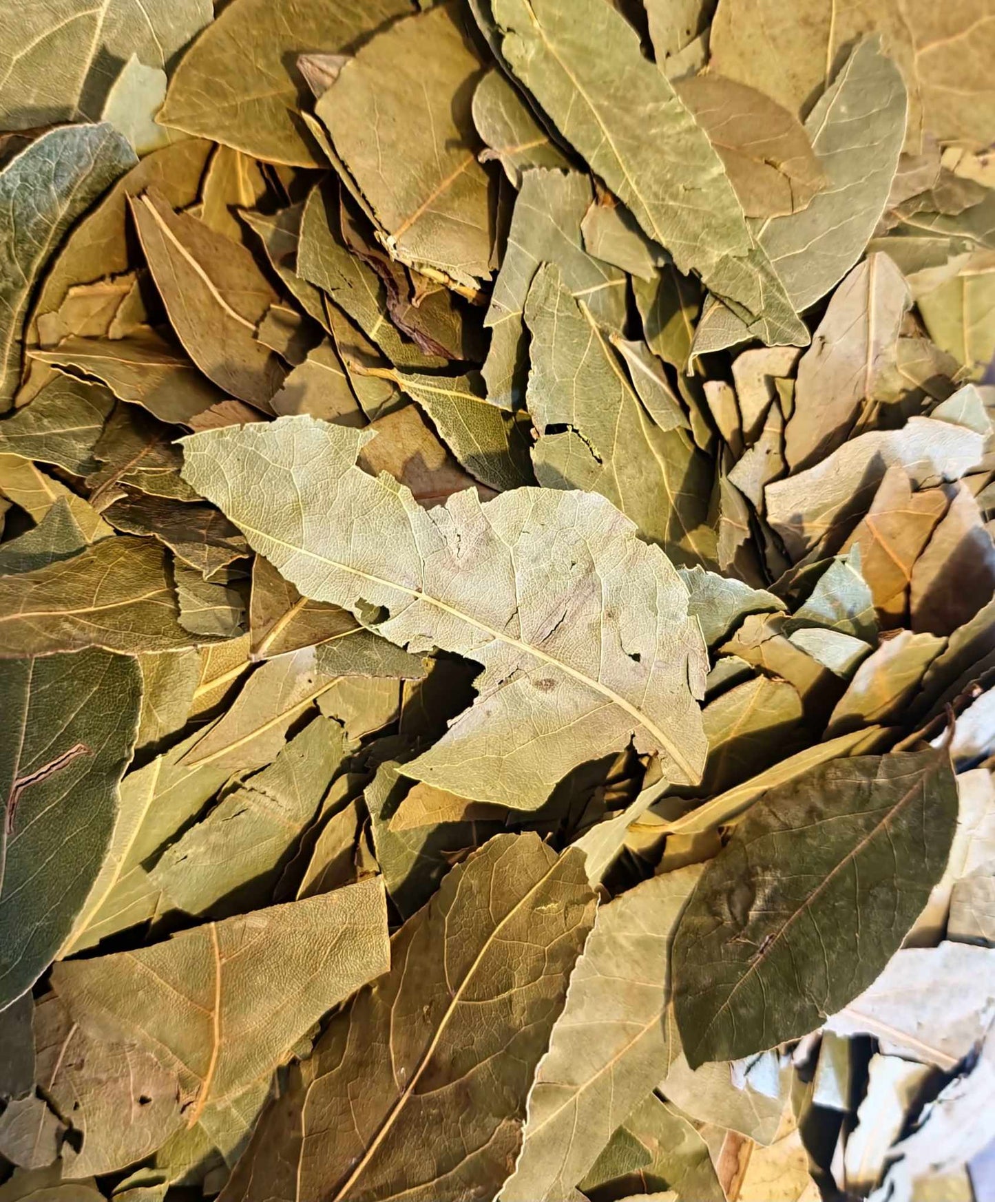 Bay leaf