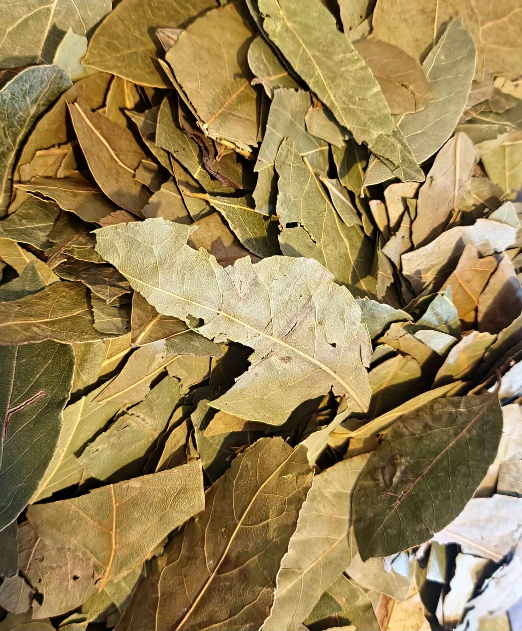 Bay leaf