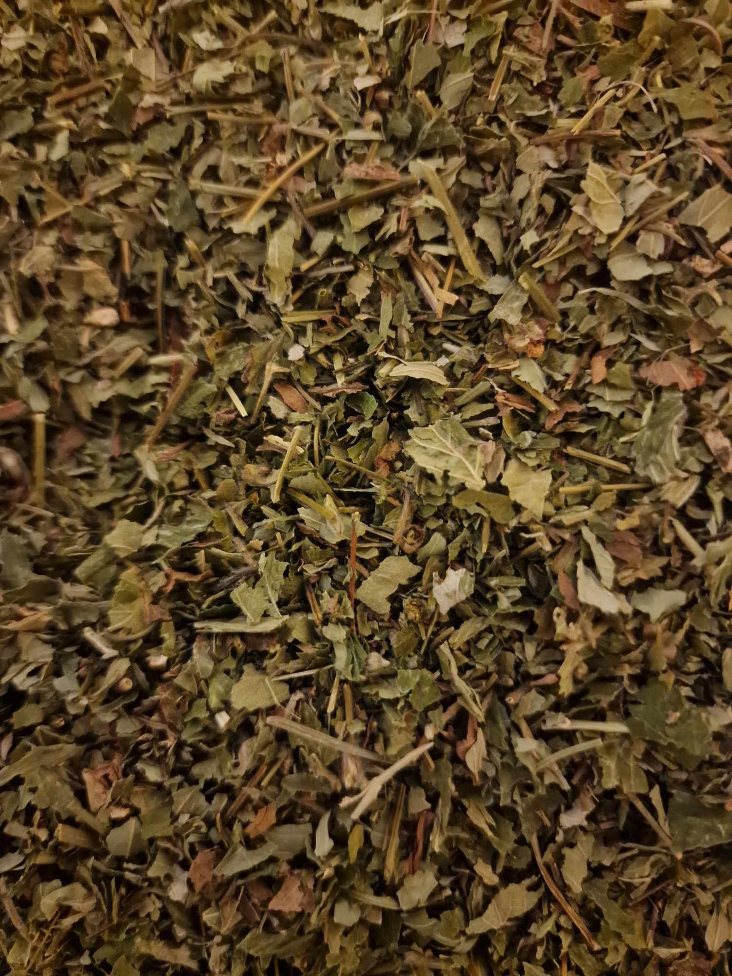 close up Dried and cut Organic Nettle leaves from Botanical remedies herbal dispensary, loose herbal tea, an herbal remedy