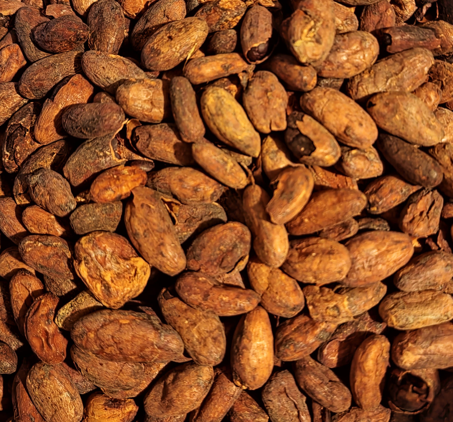 Cacao raw beans