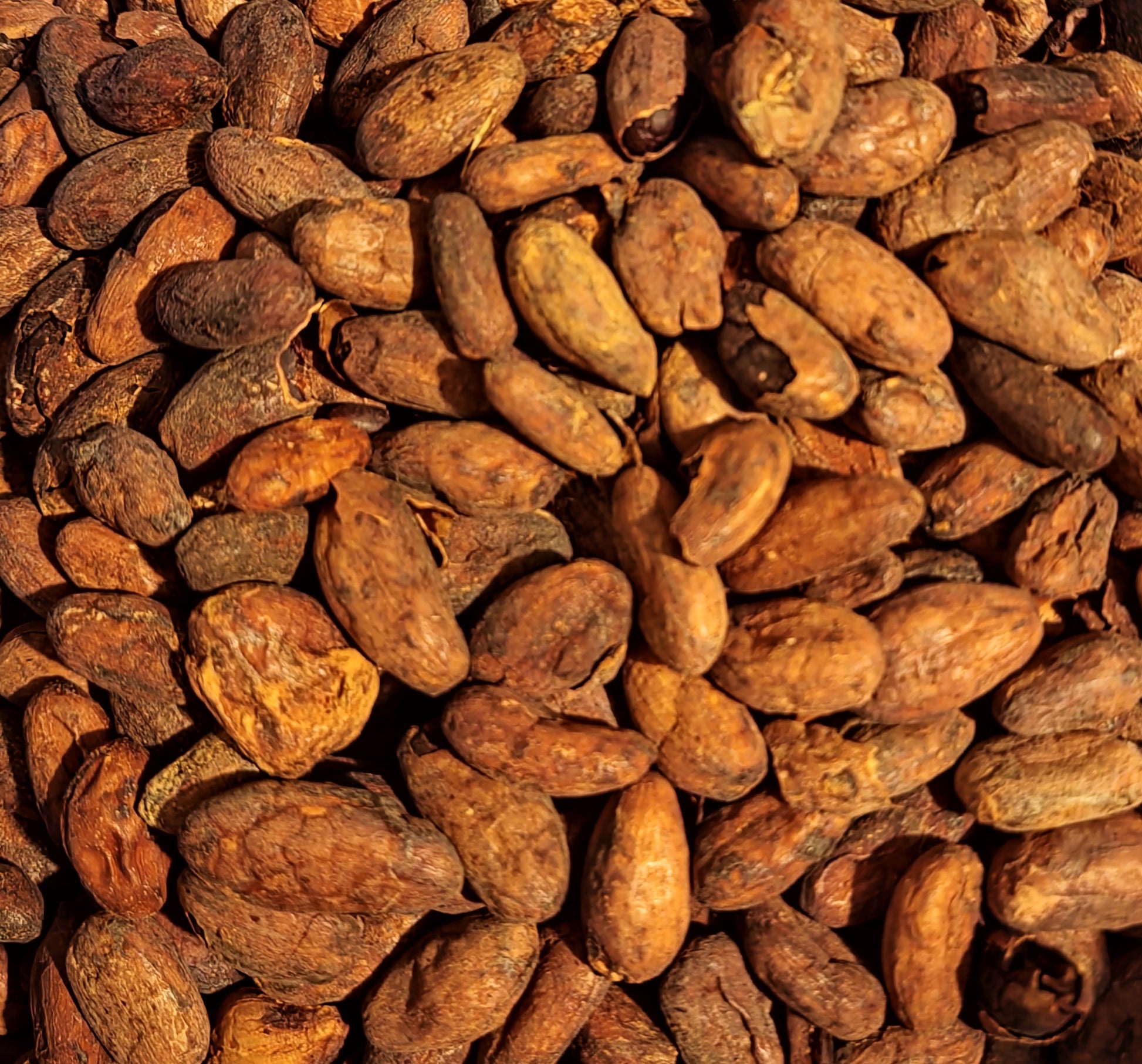 Cacao raw beans