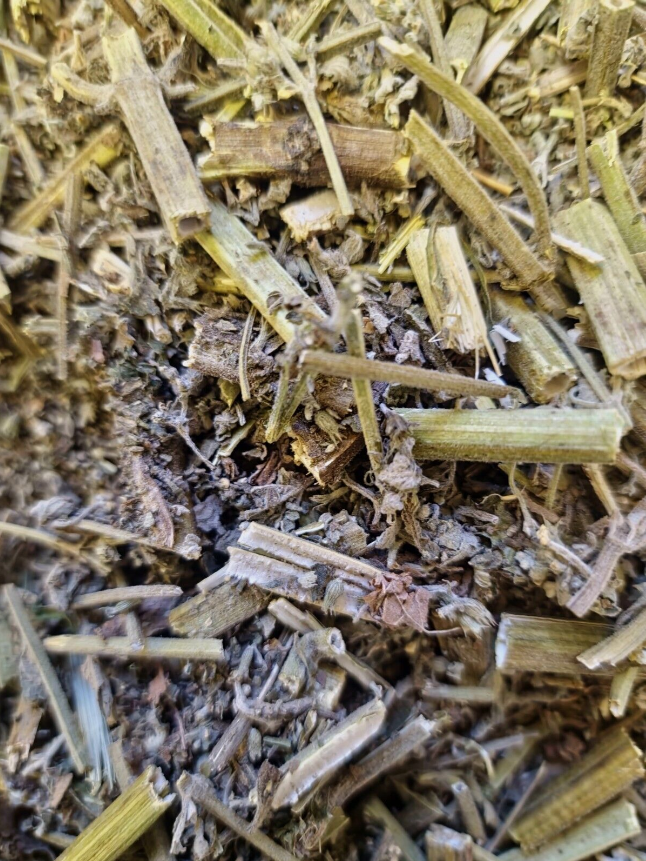 close up of dried Catnip herb, an loose herbal tea from Botanical Remedies herbal dispensary