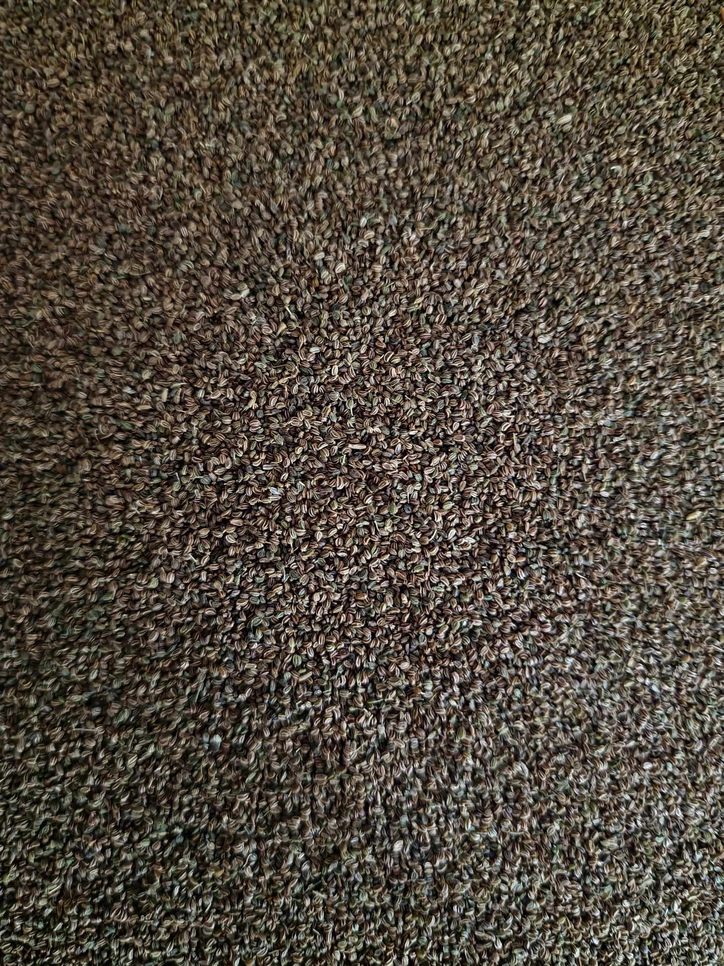 Purchase yours Celery seeds from Botanical Remedies