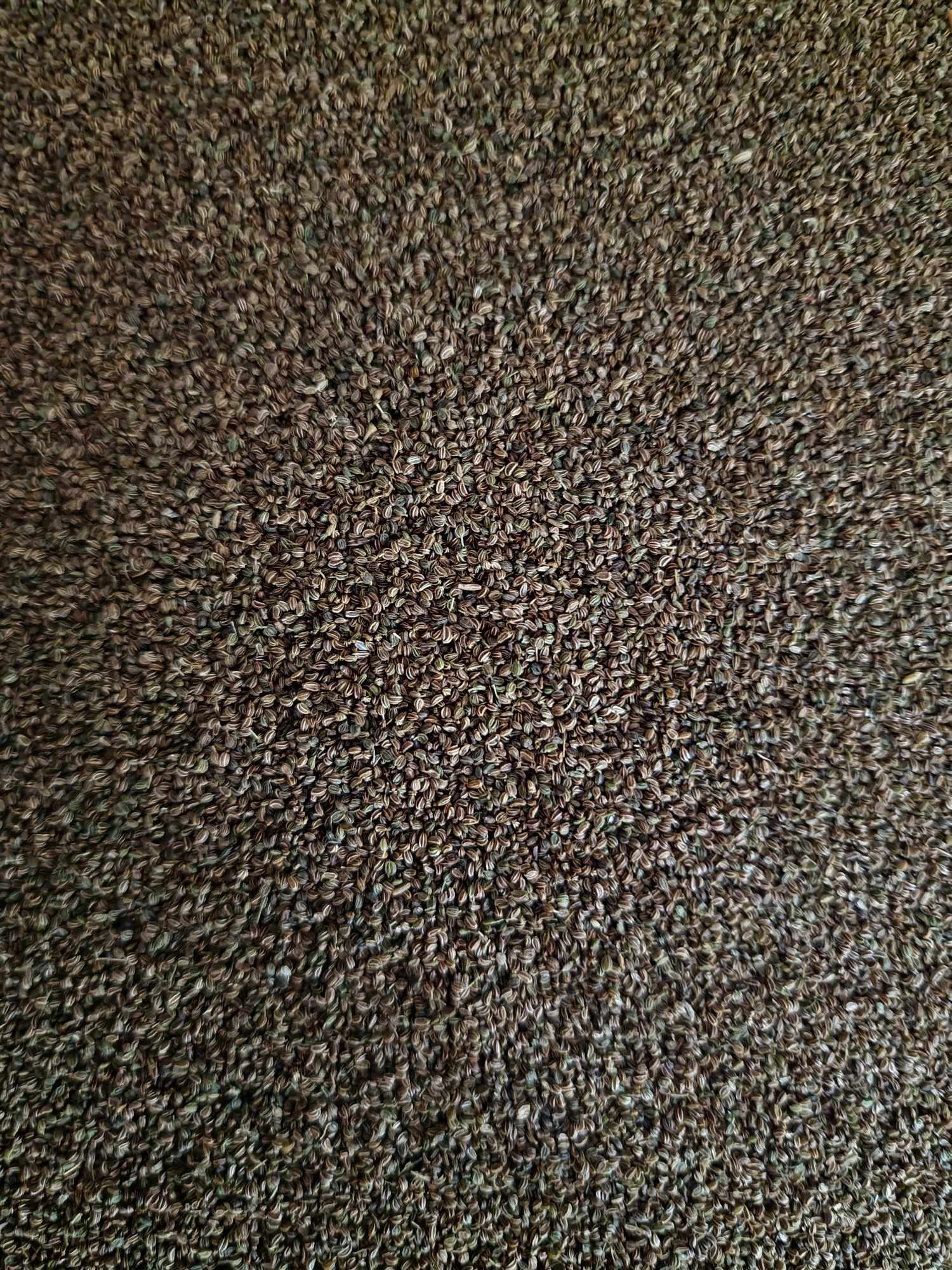 Purchase yours Celery seeds from Botanical Remedies