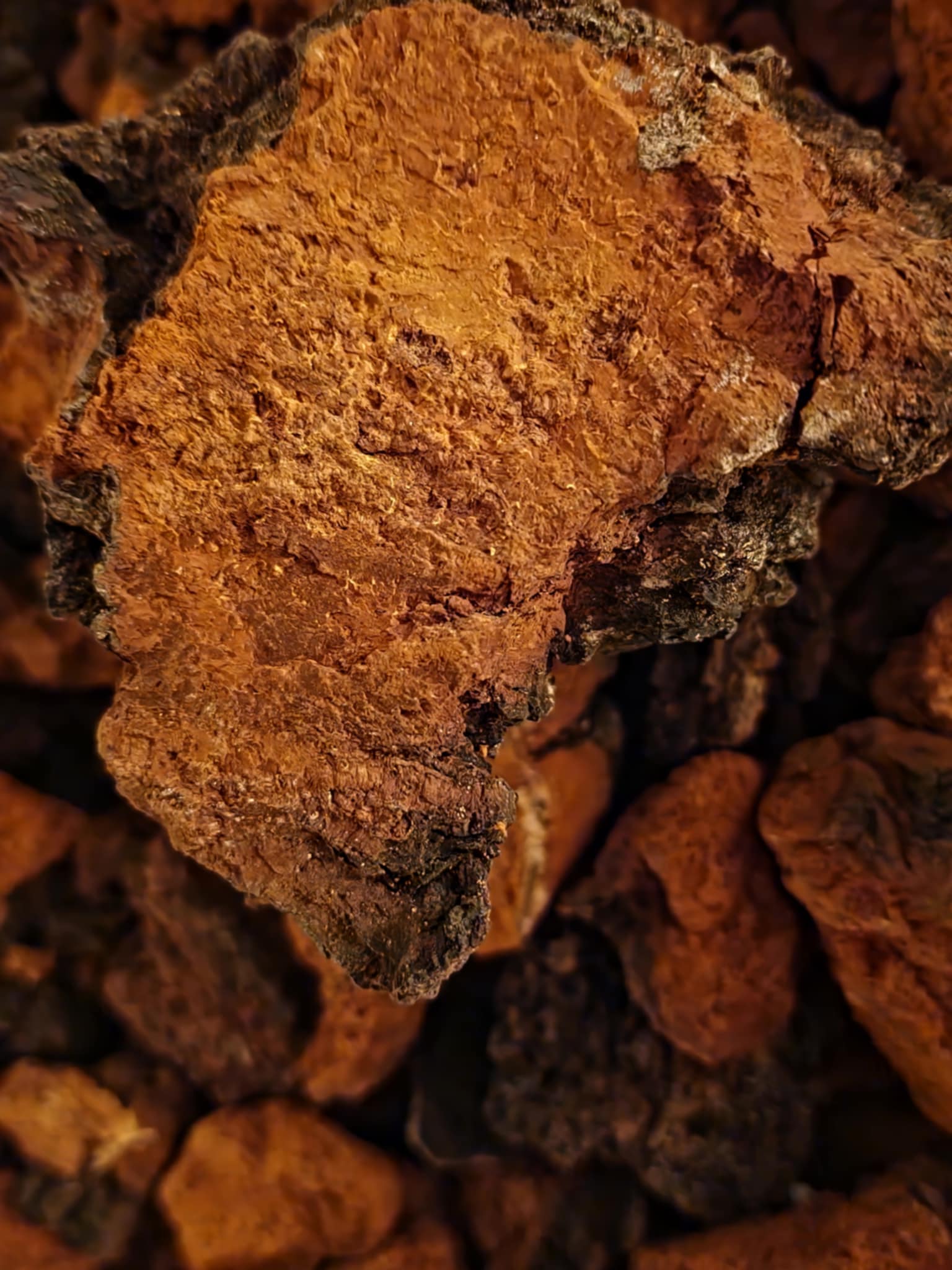 Close-up of a large piece of chaga mushroom from Botanical Remedies herbal dispensary