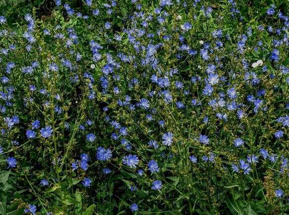 Close up of Chicory flowering plant