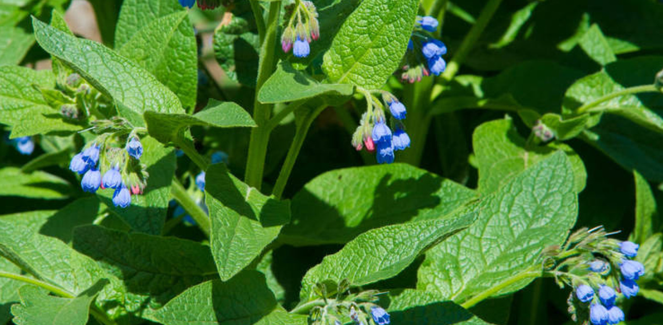 Comfrey plant close up