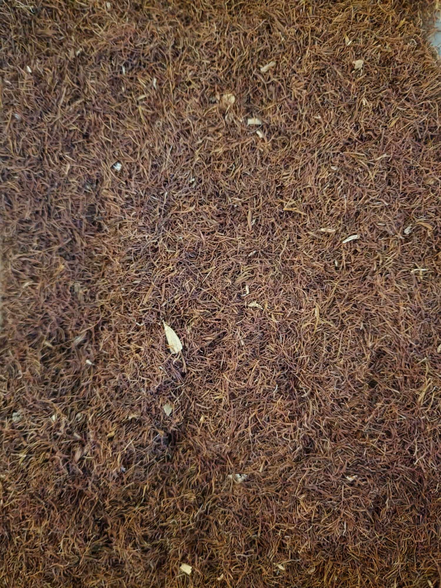 close up of Cornsilk stamens from Botanical Remedies