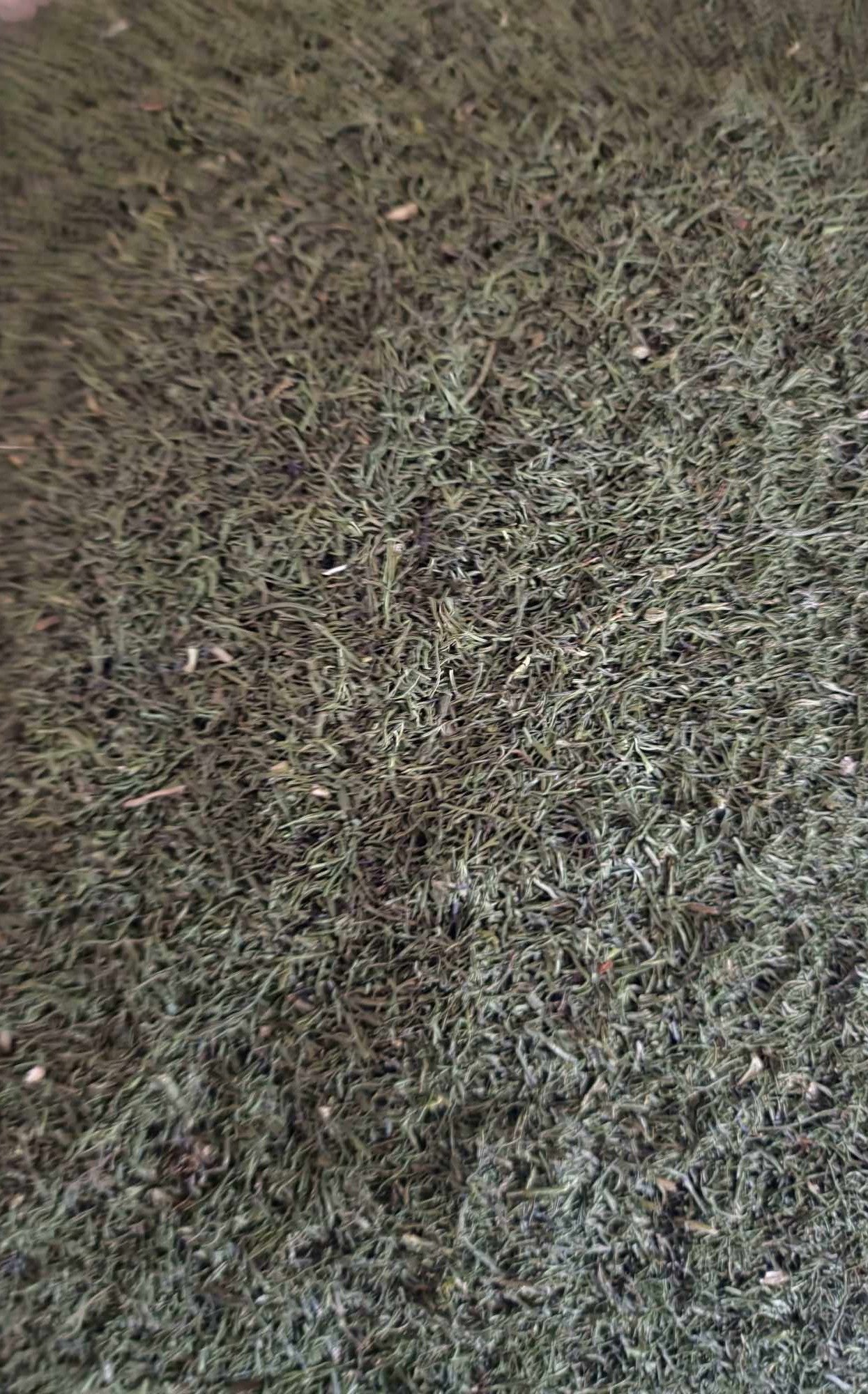 Buy Dill Tips from Botanical Remedies