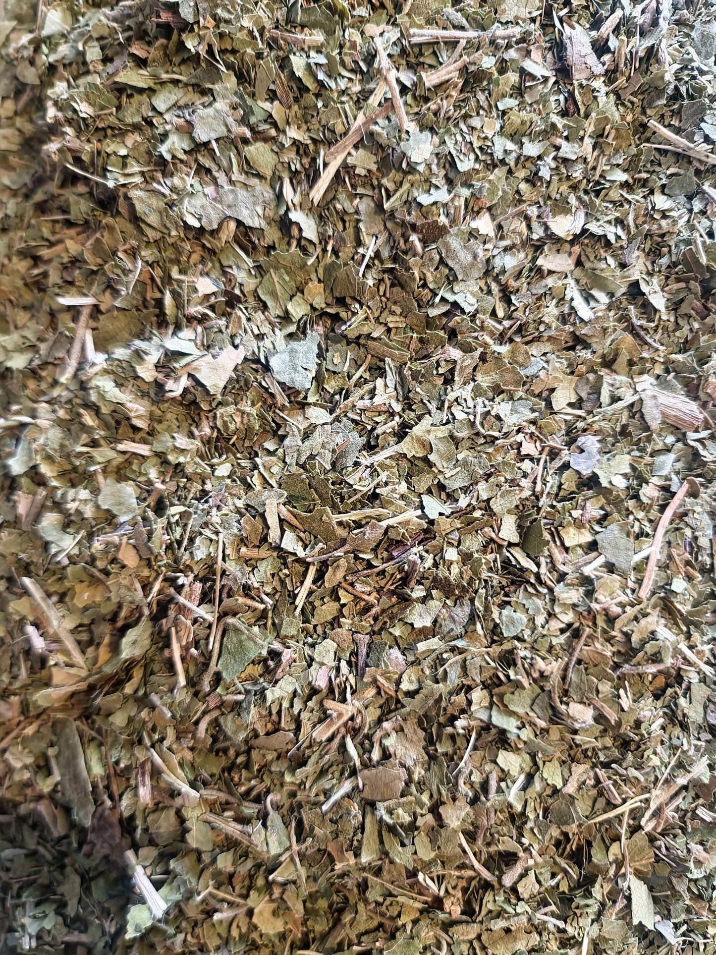 Close up of dried and cut Gurmar leaf Gymnema, an herbal remedy from Botanical remedies herbal dispensary, loose herbal tea