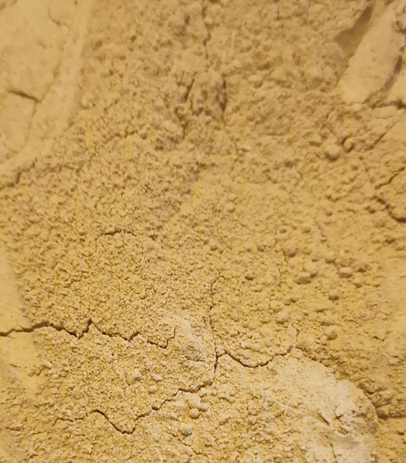 Organic Haritaki fruit, dried and powdered, an herbal remedy