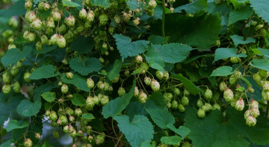 Hop plant