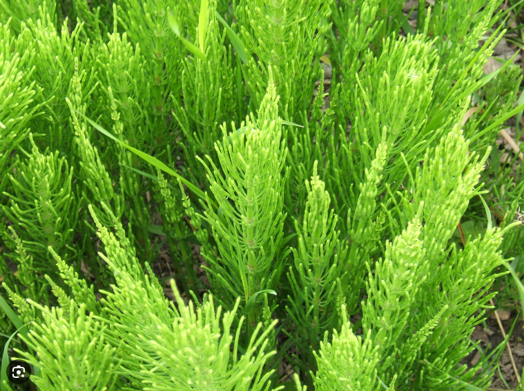 Horsetail plant