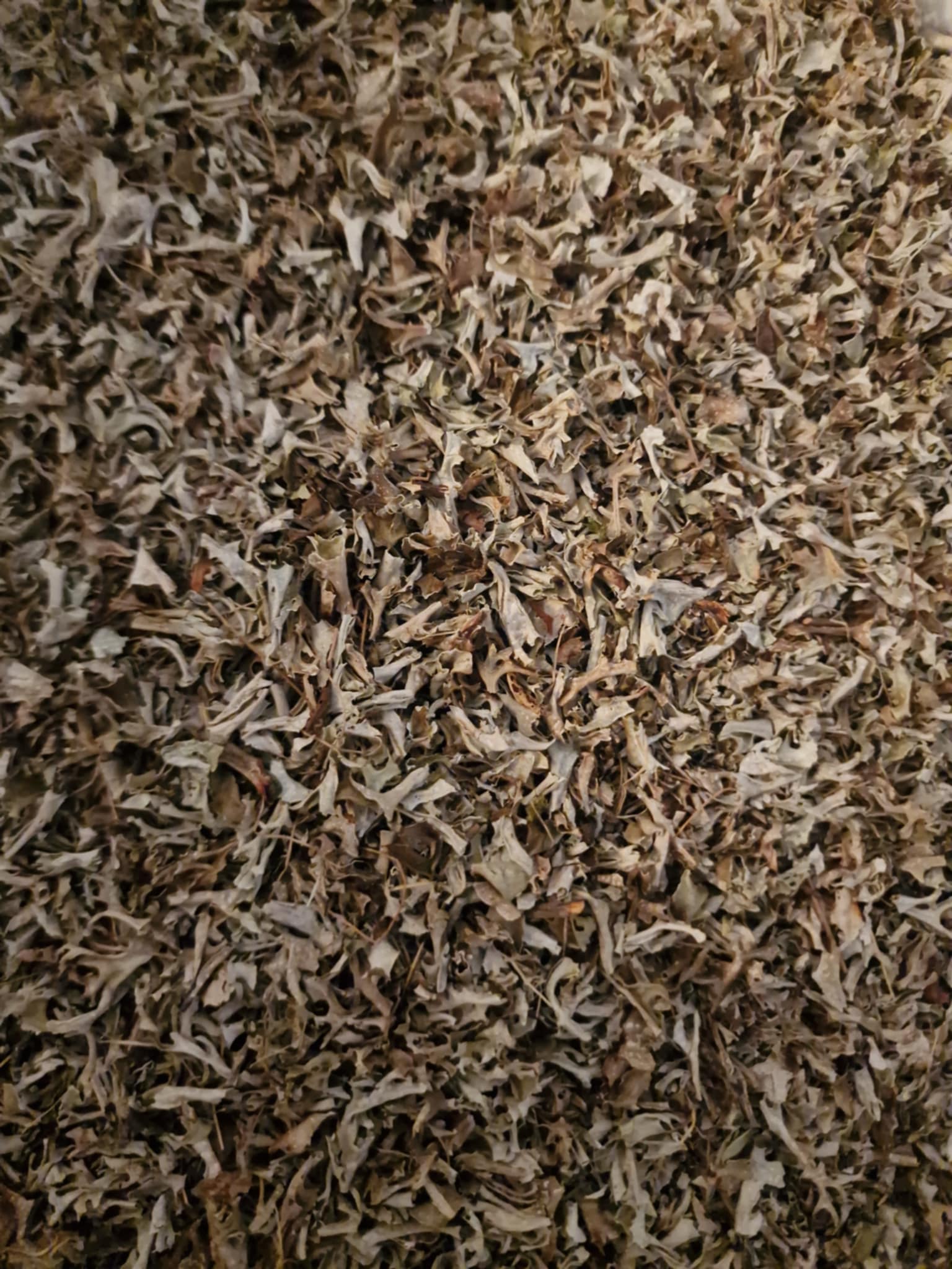 Iceland moss dried and cut, an herbal remedy, loose herbal tea