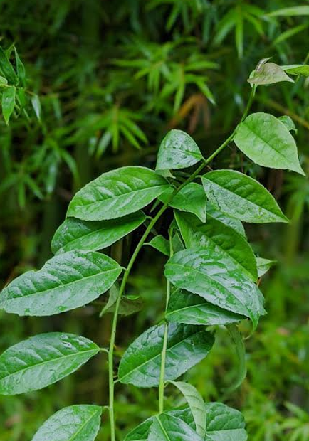 close up of Ilex guayusa plant