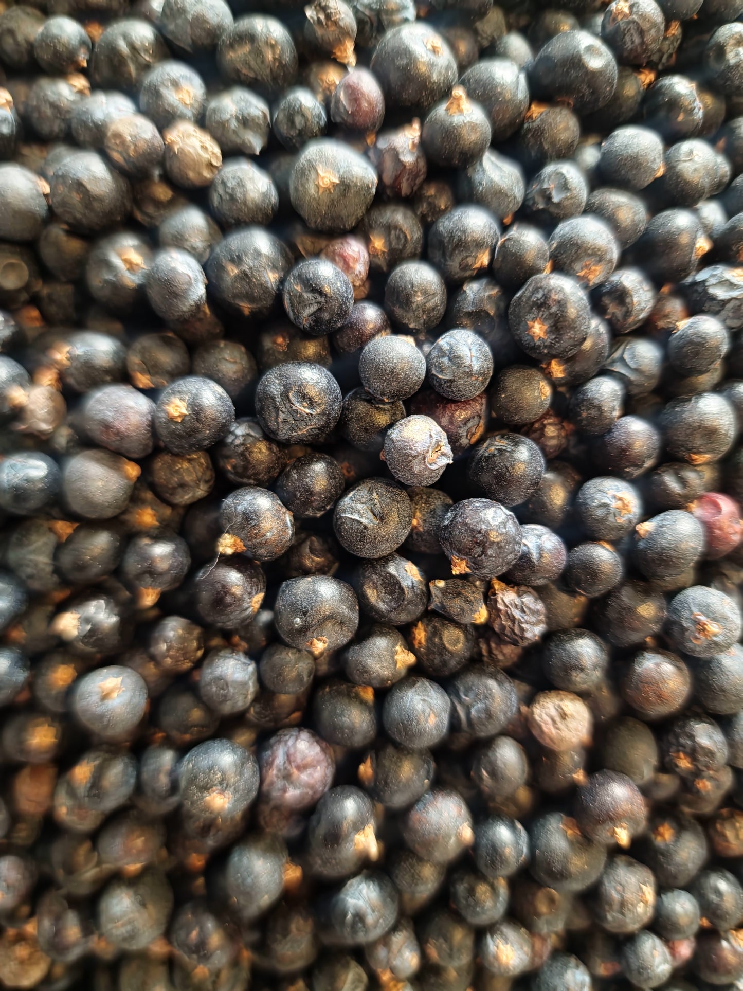 close up of dried Juniper berries, an loose herbal tea rom Botanical Remedies herbal dispensary