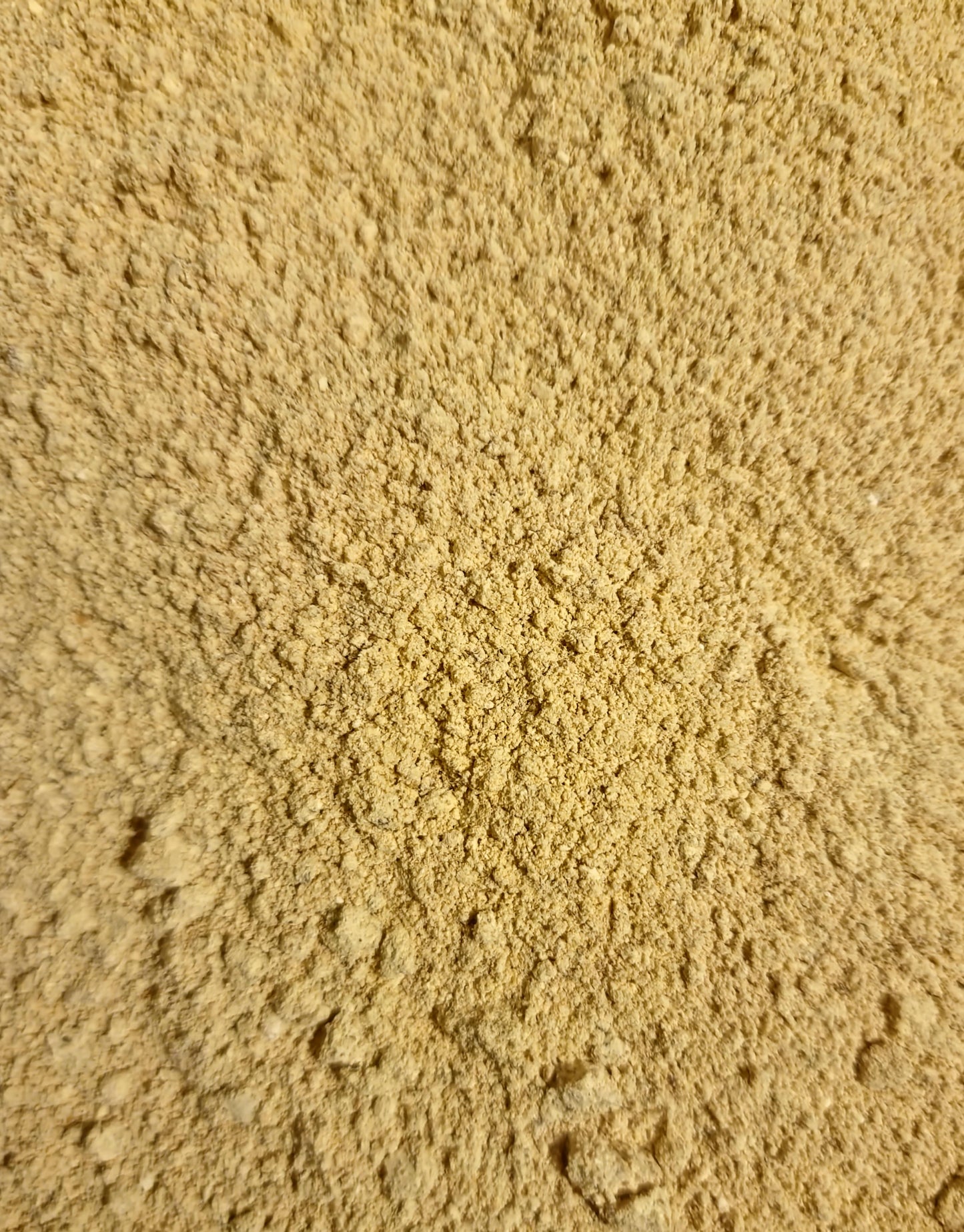 A close-up texture shot showing the fine, golden-brown powder of Premium Lion's Mane mushroom, a traditional cognitive botanical sourced by the Botanical Remedies herbal dispensary.