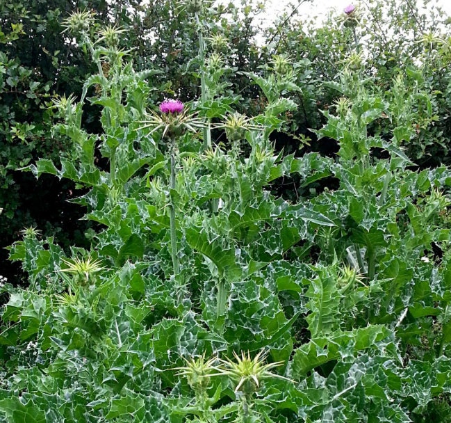 Milk thistle plant
