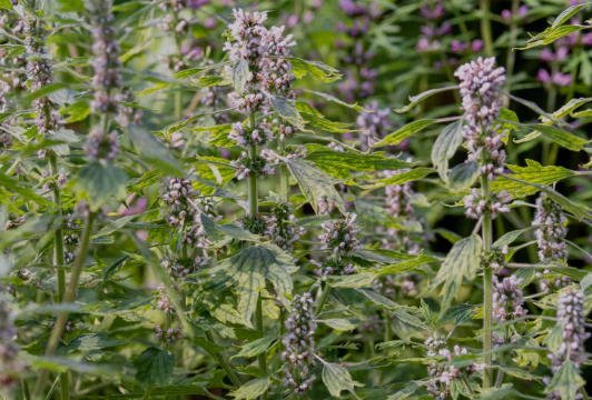 Motherwort in flower