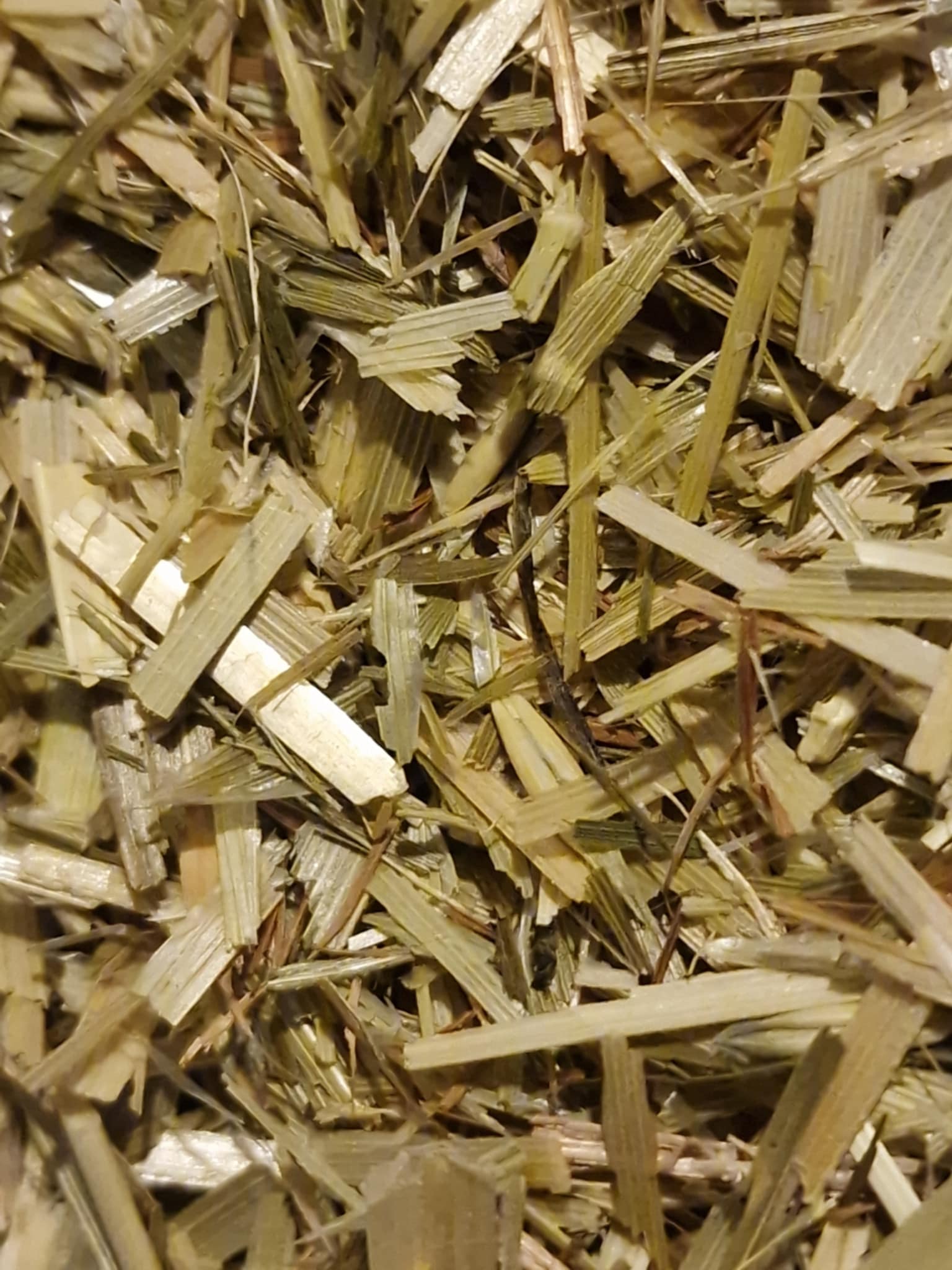 close up of Oat flowering tops Organic from Botanical remedies herbal dispensary, dried and cut , loose herbal tea, an herbal remedy