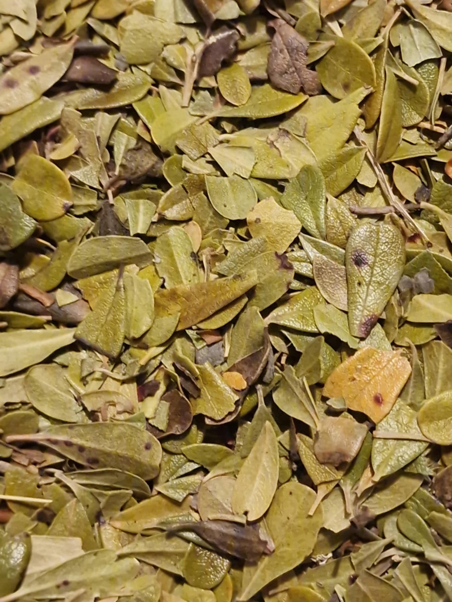 close up of Organic Bearberry leaf from Botanical Remedies herbal dispensary, dried loose tea, an herbal remedy
