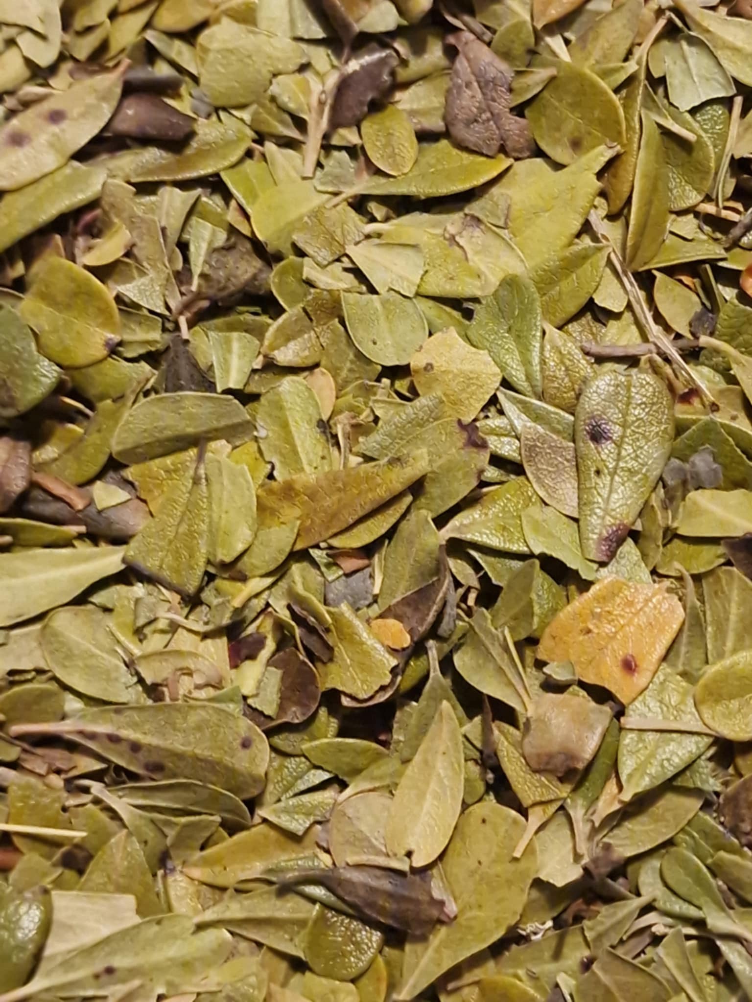 close up of Organic Bearberry leaf from Botanical Remedies herbal dispensary, dried loose tea, an herbal remedy