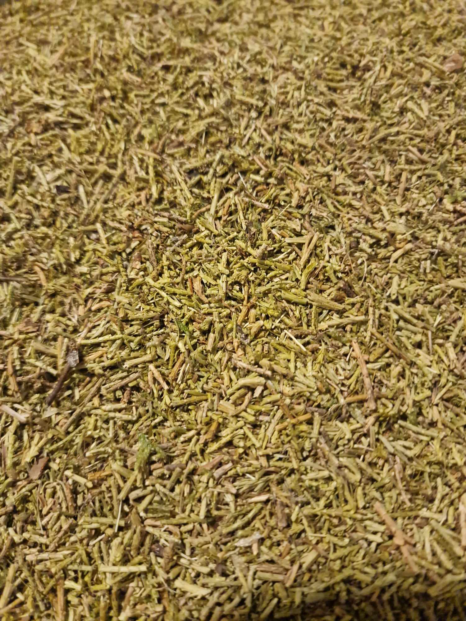 close up of Organic Club Moss herb from Botanical Remedies herbal dispensary, an herbal remedy, loose herbal tea