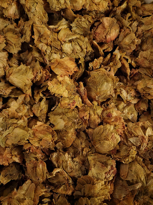 Close-up of dried Organic Hops Strobile, an herbal remedy from Botanical Remedies herbal dispensary