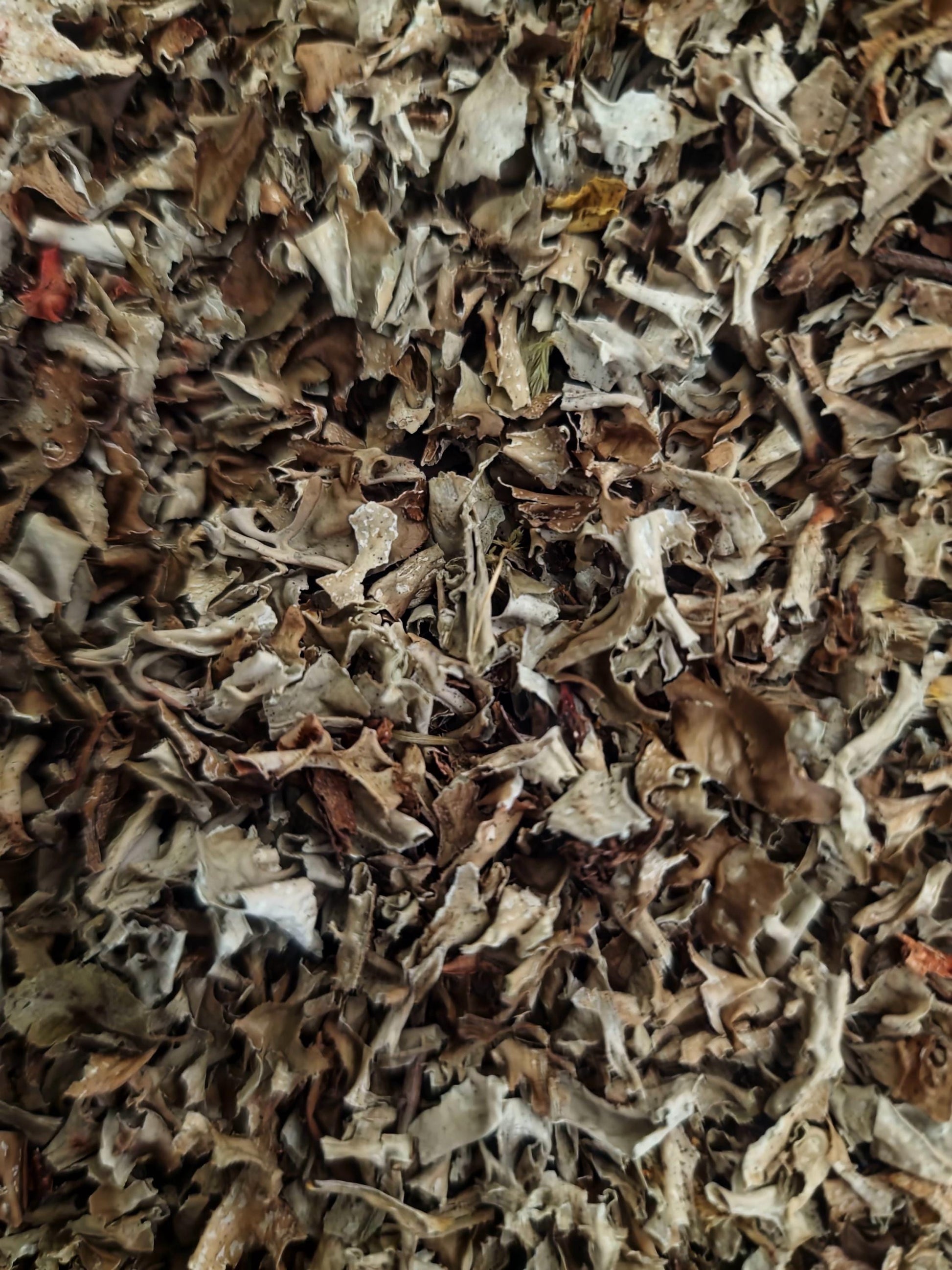 close up of Organic Iceland moss herb, dried and cut from Botanical Remedies herbal dispensary, an herbal remedy, loose, herbal tea