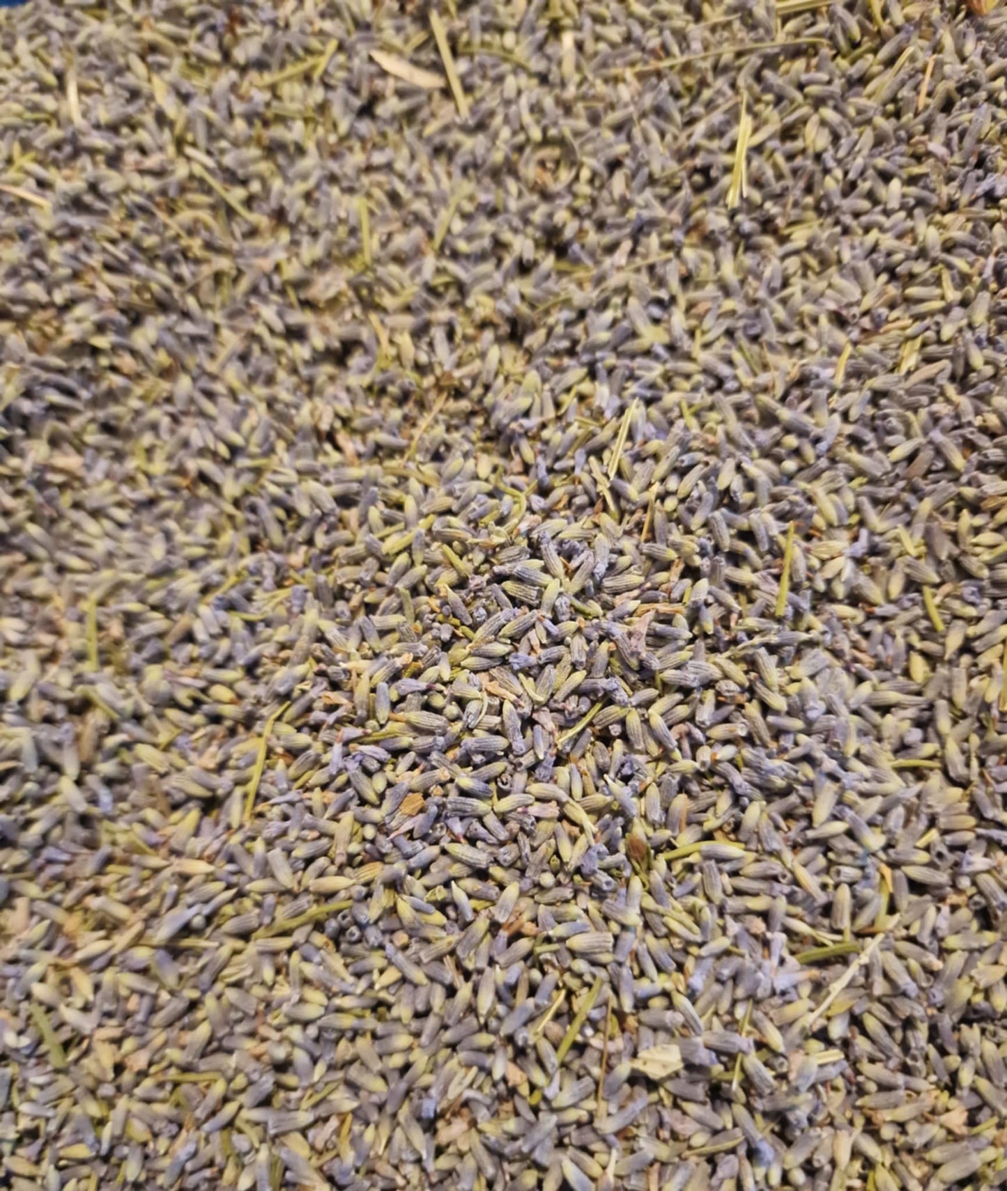 close up of Organic Lavender flowers from Botanical remedies herbal dispensary,, an herbal remedy, loose herbal tea