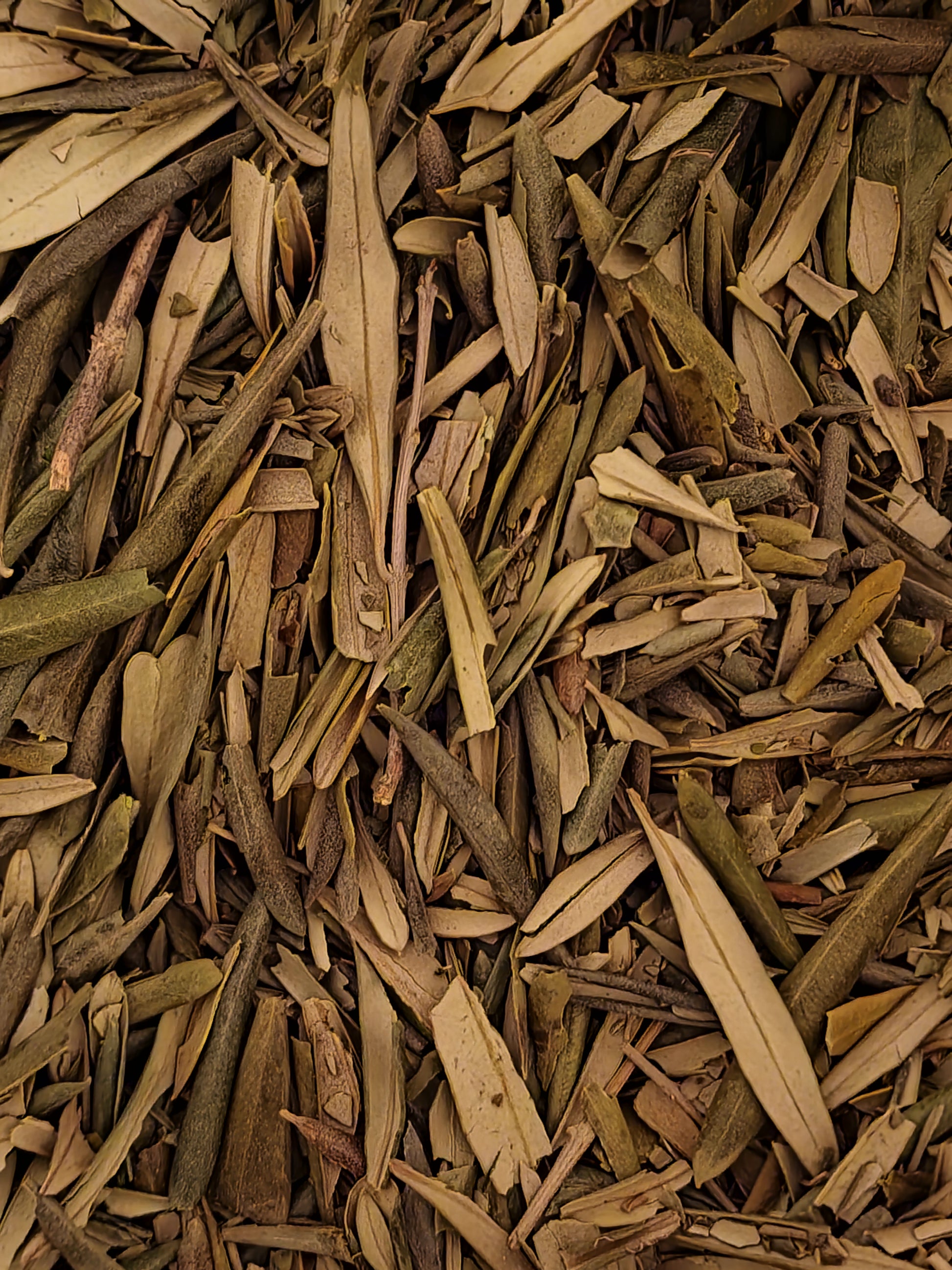 Close-up of dried Organic Olive leaves, an herbal remedy, loose herbal tea