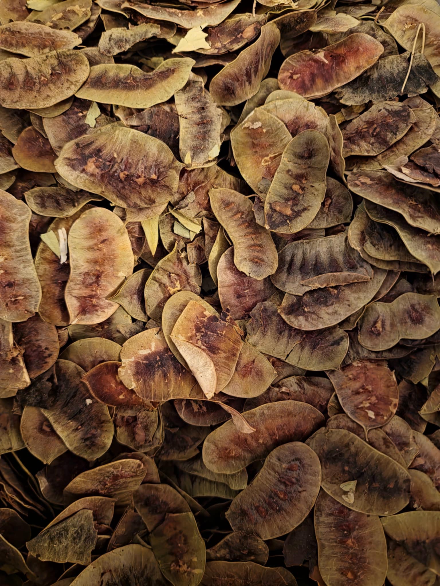 Close-up of a pile of Organic Senna Pods, an herbal remedy