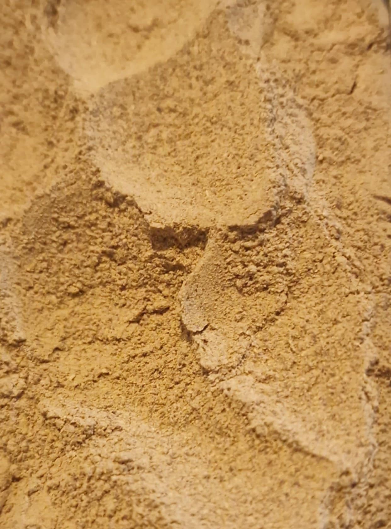 Organic Triphala fruits,  dried and powdered, an herbal remedy