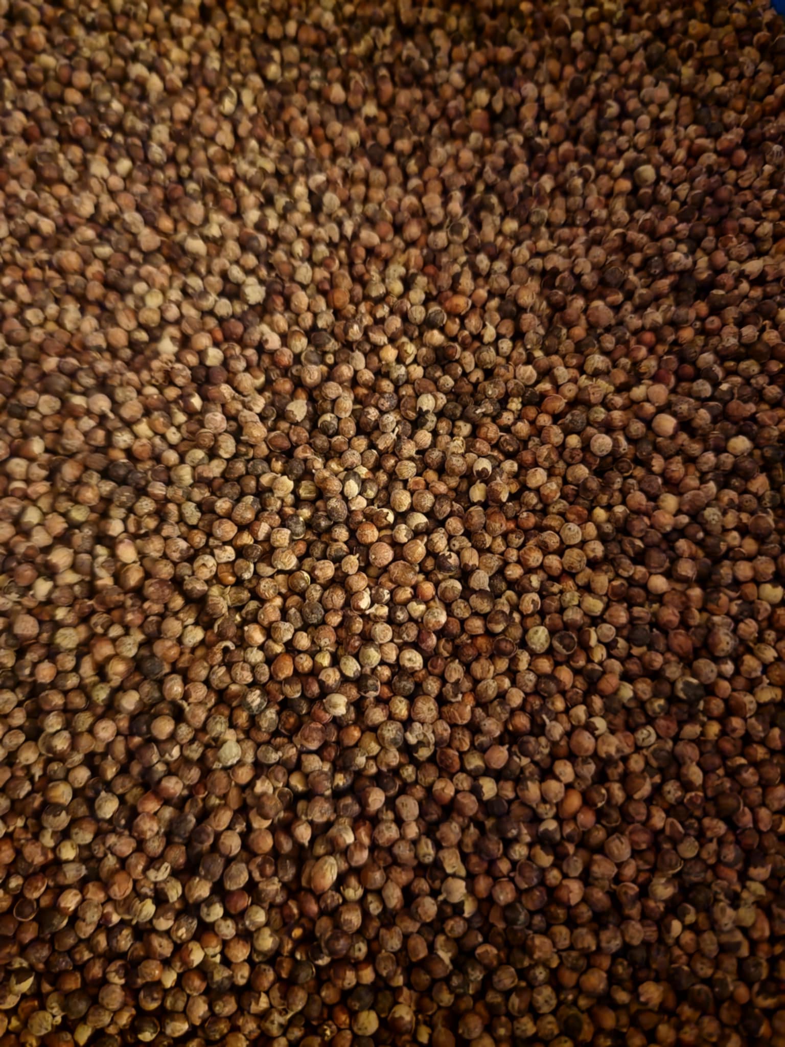 Close-up of Organic Agnus castus berries from Botanical remedies , an herbal remedy