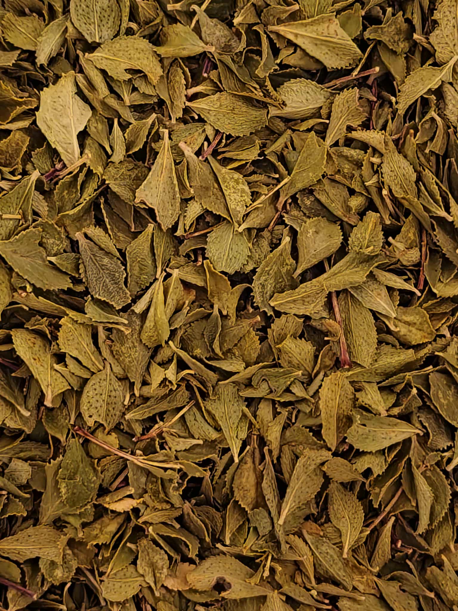 Close-up of dried Organic Buchu leaves from Botanical Remedies herbal dispensary, an herbal remedy loose herbal tea